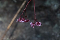 Begonia floccifera